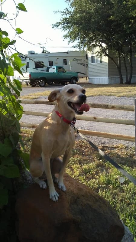 Dog Park at Eagle Resorts RV Park